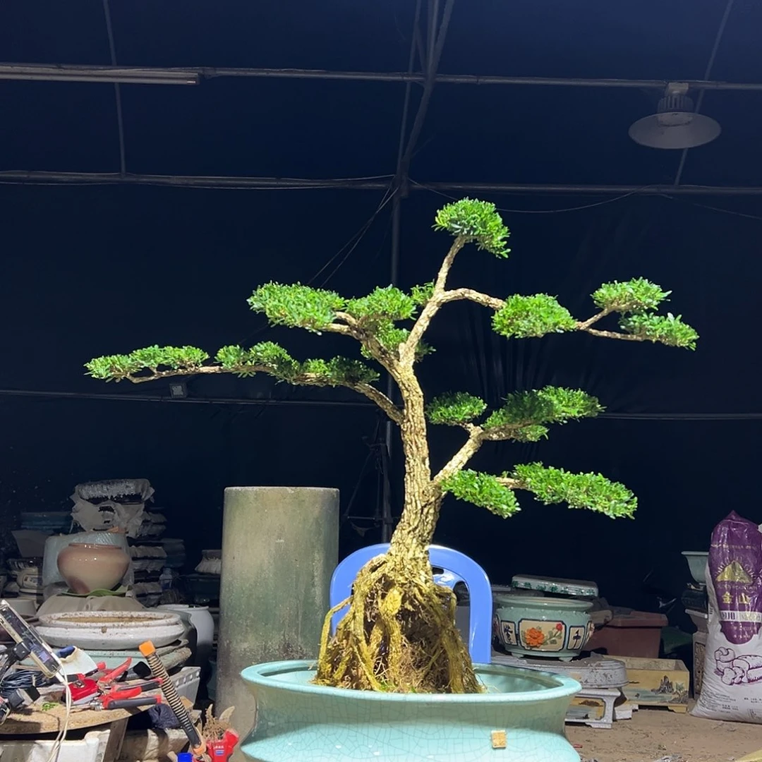 无花朵香****?广东雀舌黄杨盆景