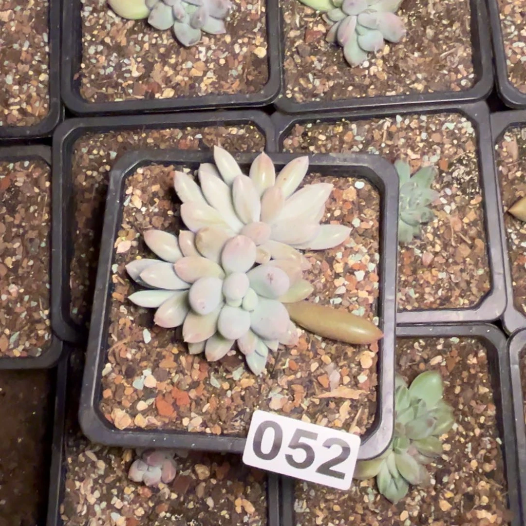 多肉植物哥特群052