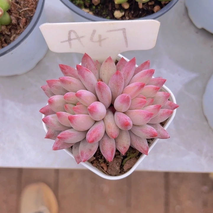 健健康康平平安安