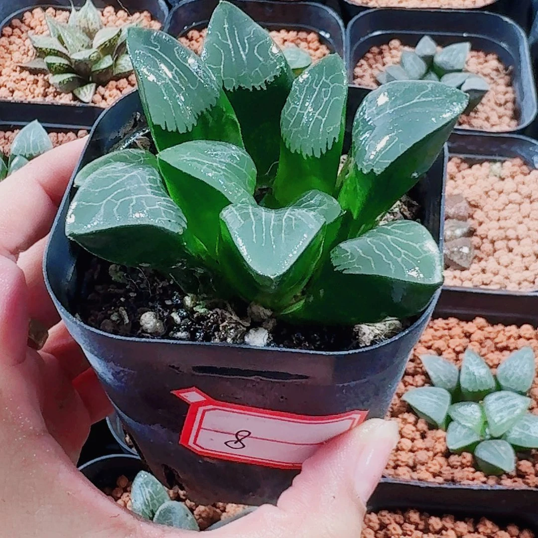 十二卷 实生克 福利