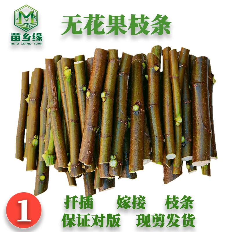 无花果扦插枝条格莱斯久留米黑马kk花山口哈代丰产黄双果渴望砧木