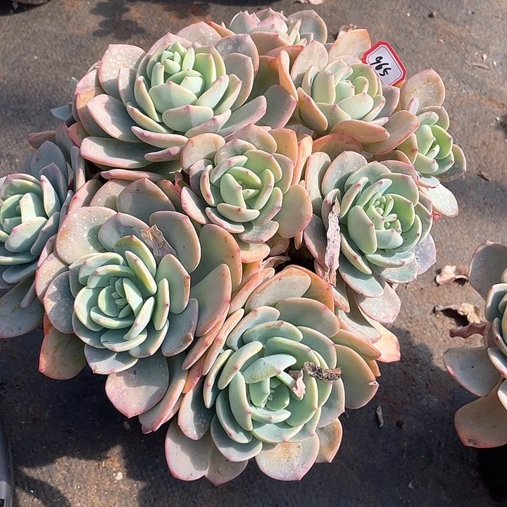 965白月光 一物一拍多肉