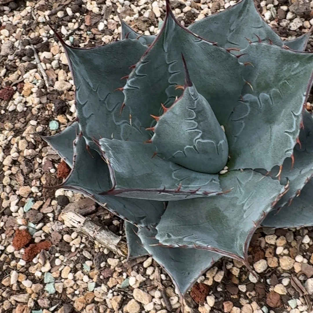 朱***.龙舌兰赖光111111