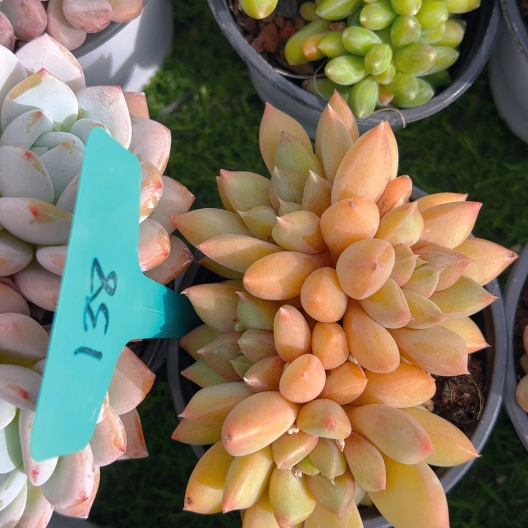 福利来啦来啦来啦来