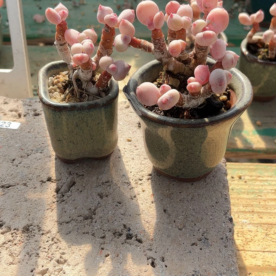 多肉植物的生长发育