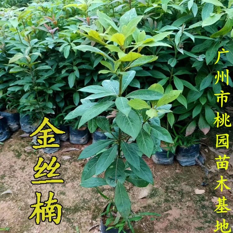 金丝楠木树苗名贵优质正宗金丝楠树苗带土常绿耐寒珍贵楠木苗地栽