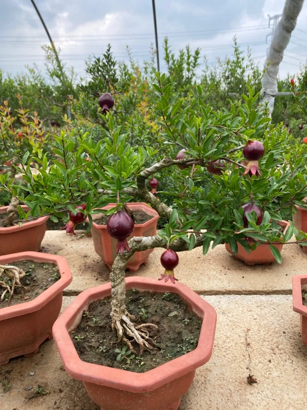 造型盆景，童子功