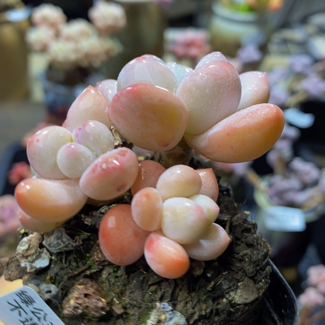 330 香水奶酪7 厘米