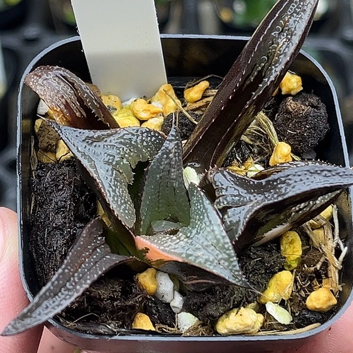 131丸叶芭提雅茜云锦