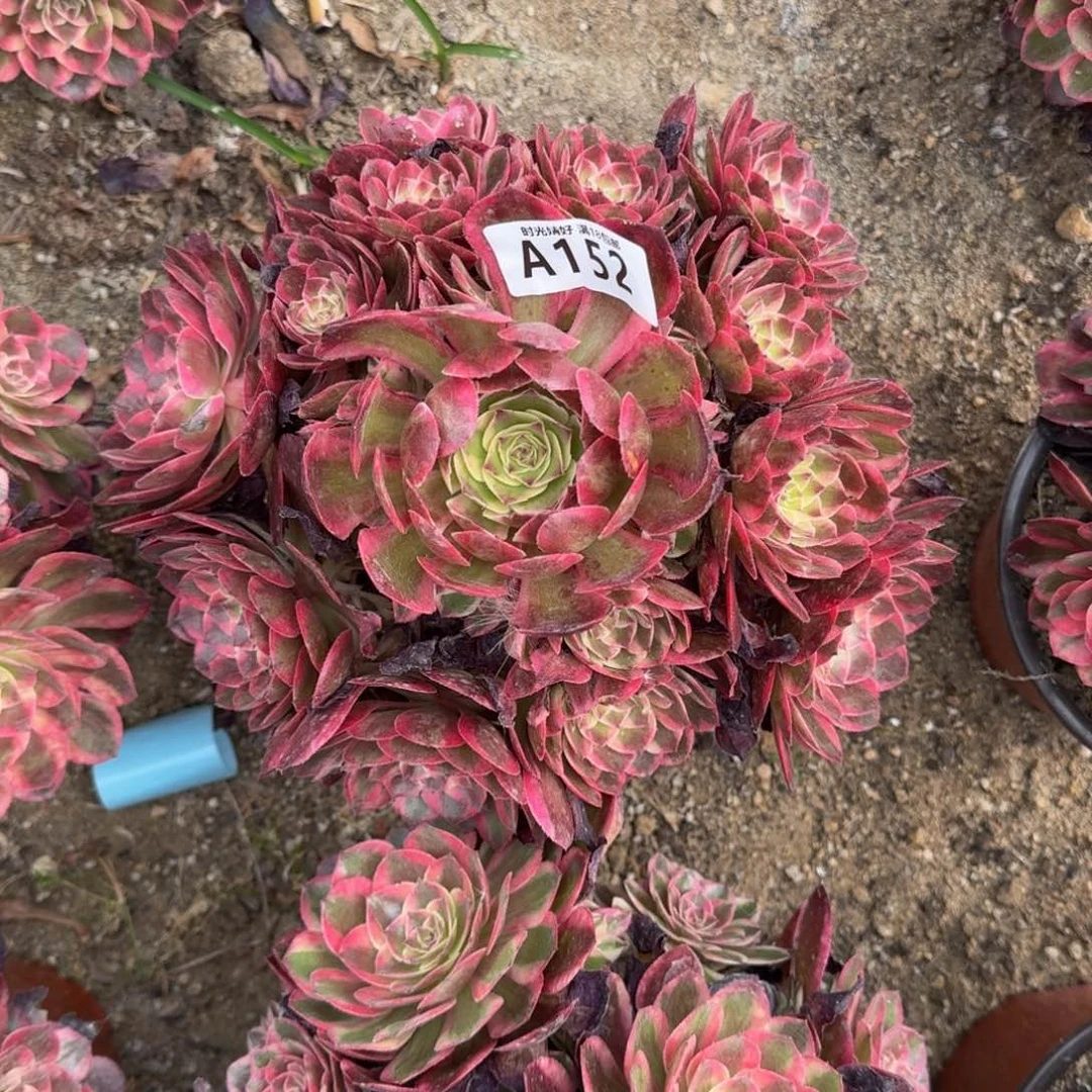 152云荷多肉植物