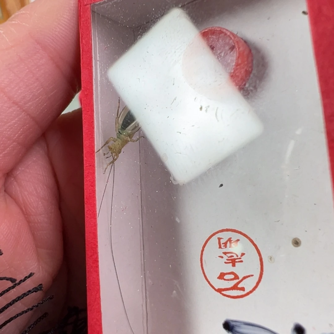 大个大黄蛉一只合适
