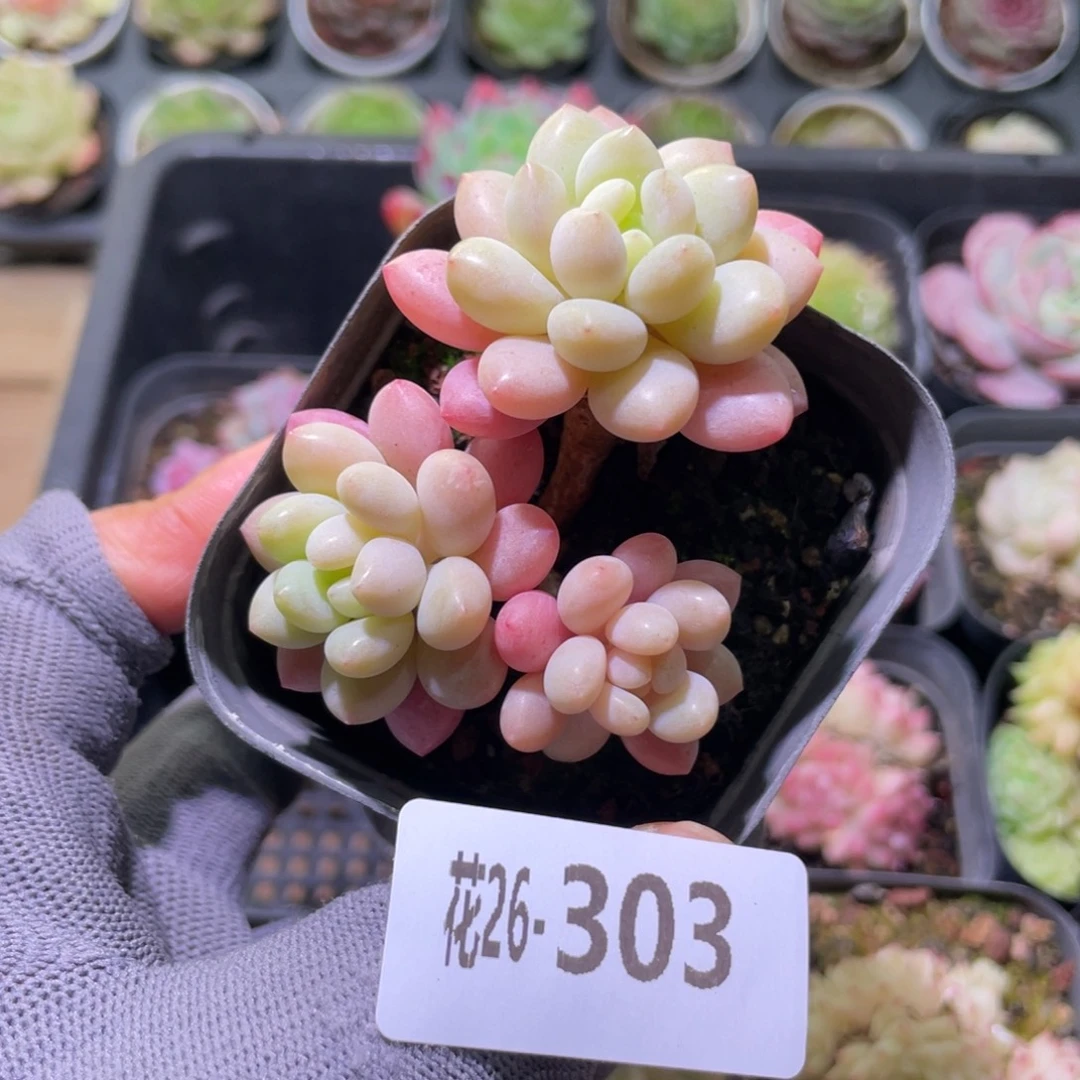 花利美26-303洛可可