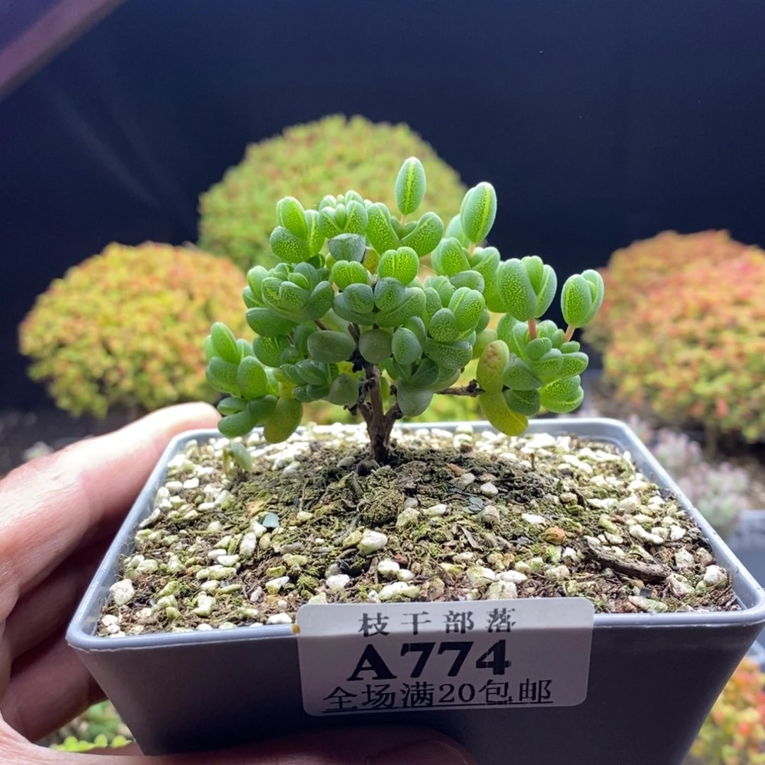 冻***梨元宝774。