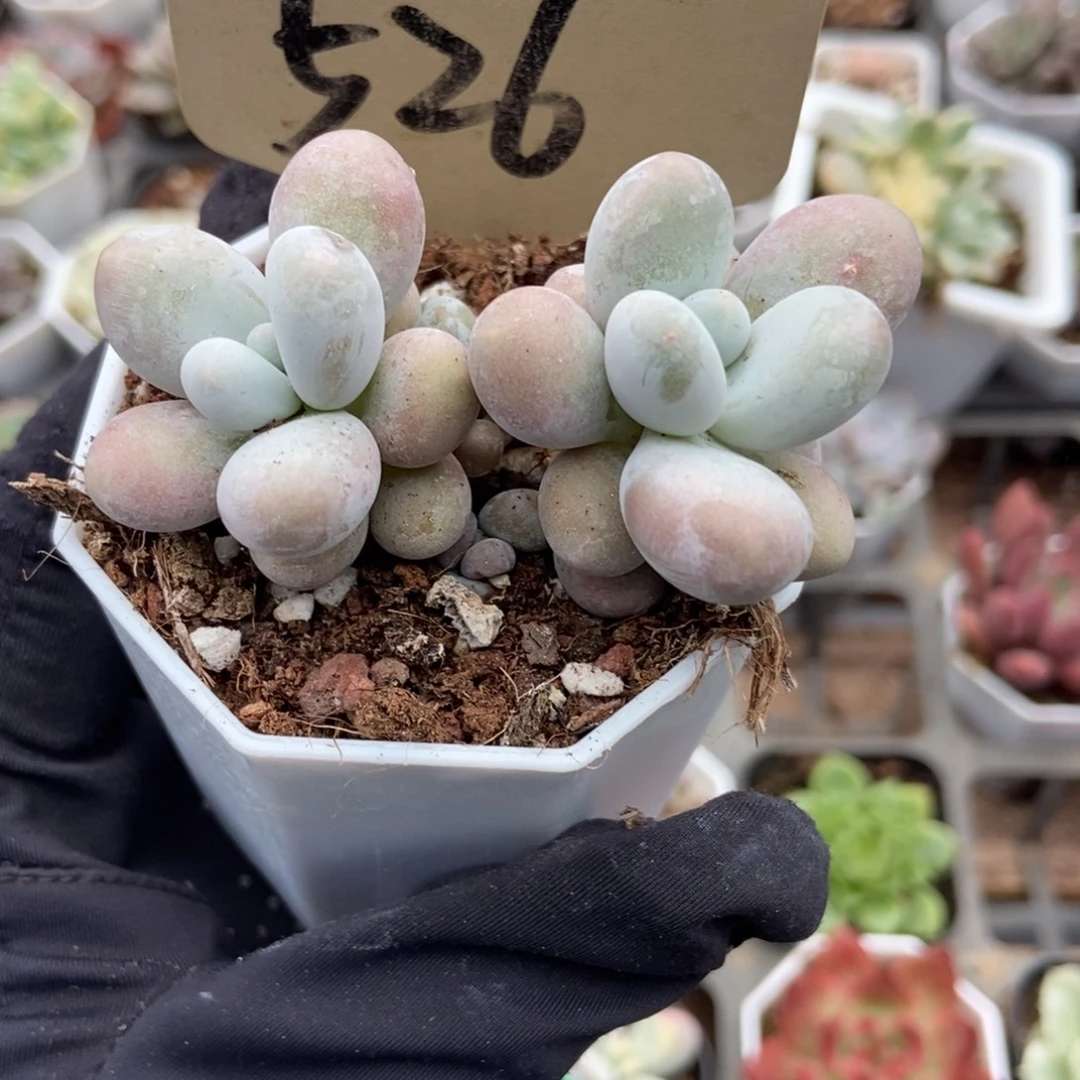 526奶酪多肉植物多肉