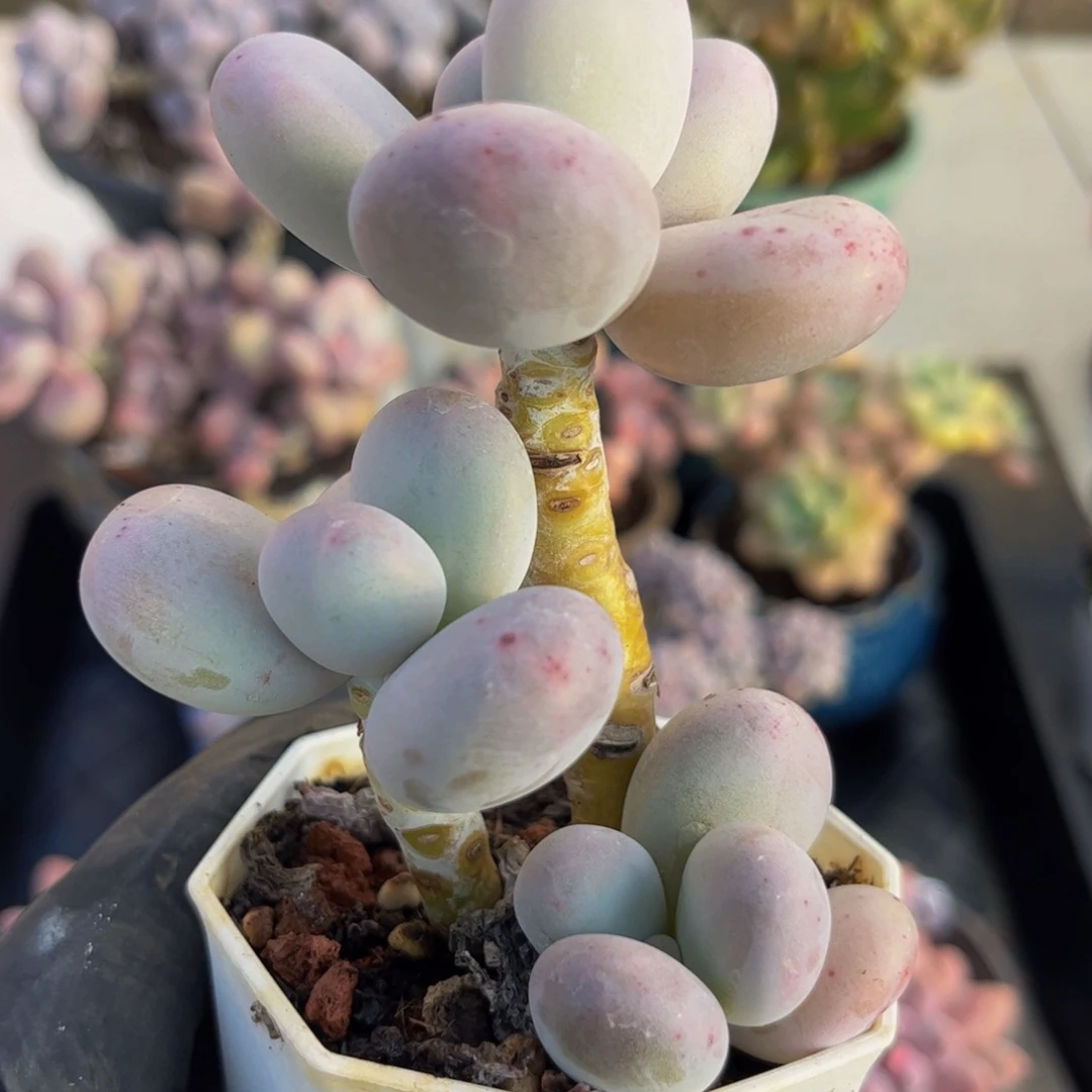 189水光针奶酪6厘米多肉植物