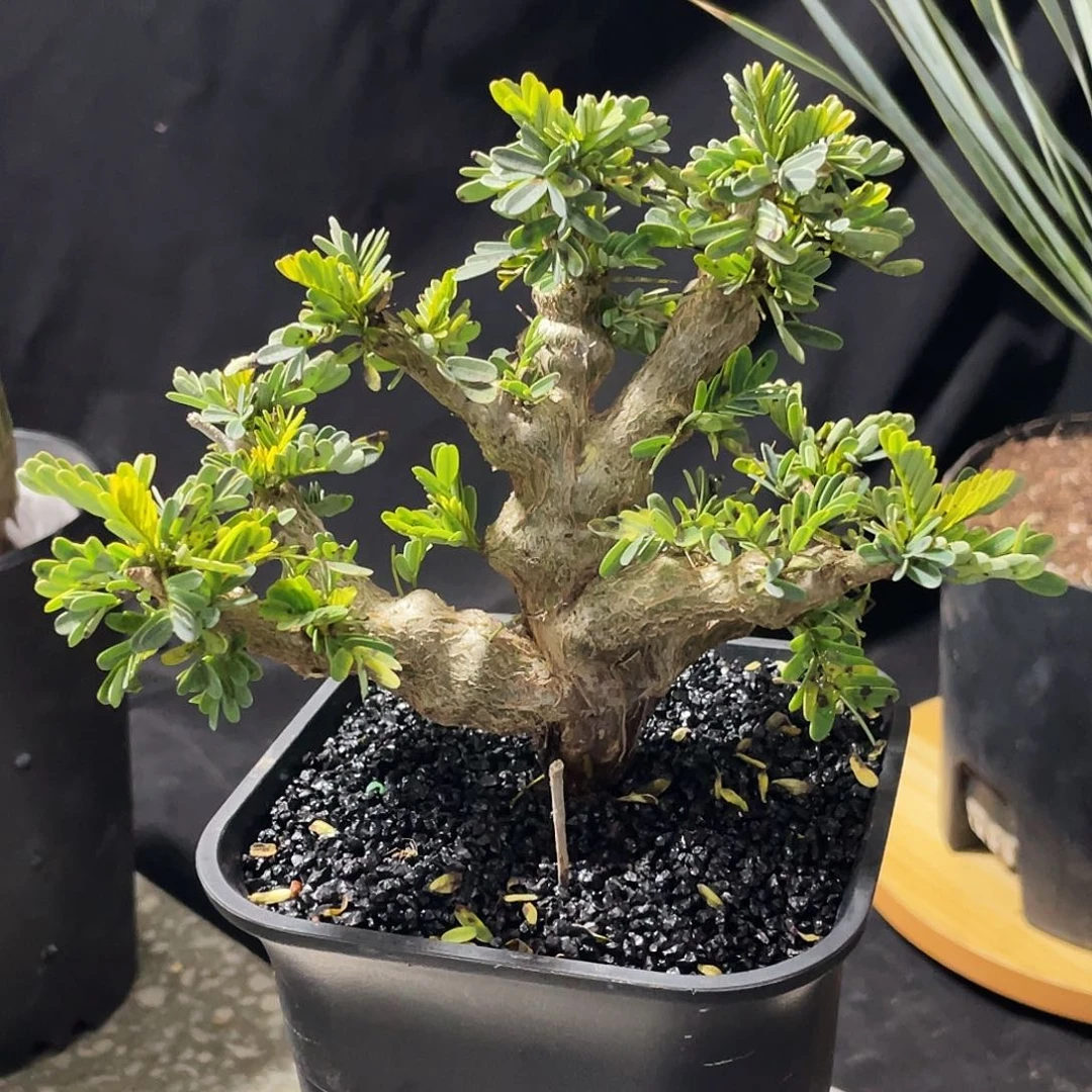 念珠苏木6666666666