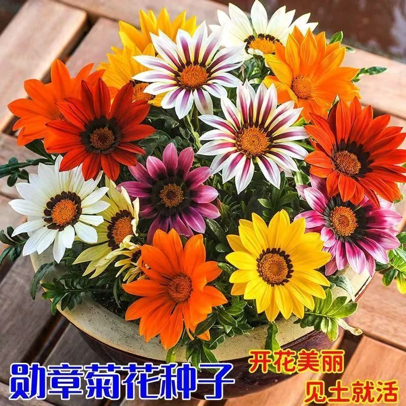 【勋章菊种子】四季种植盆栽地栽阳台小院种植