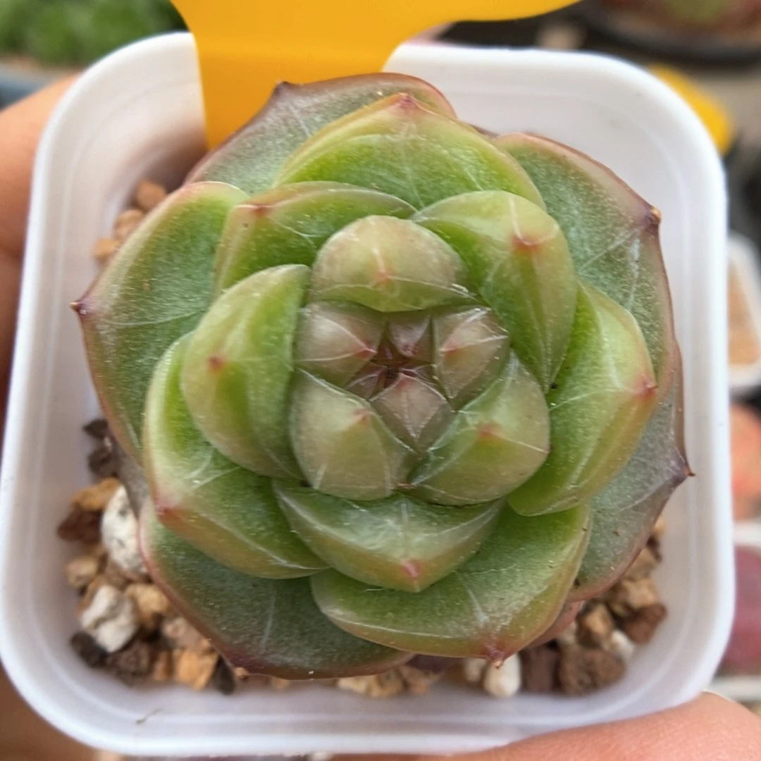 气泡珍妮316号。