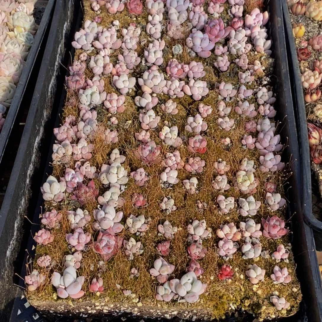 h****h065多肉植物保护研究所所长助理