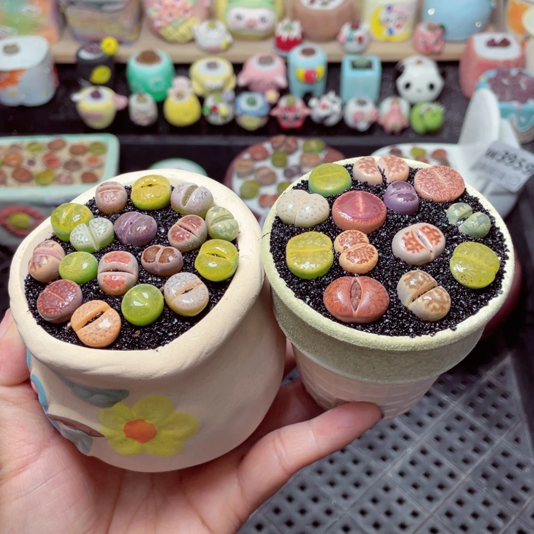 w3964 带盆土发货-零下地区拍保温箱