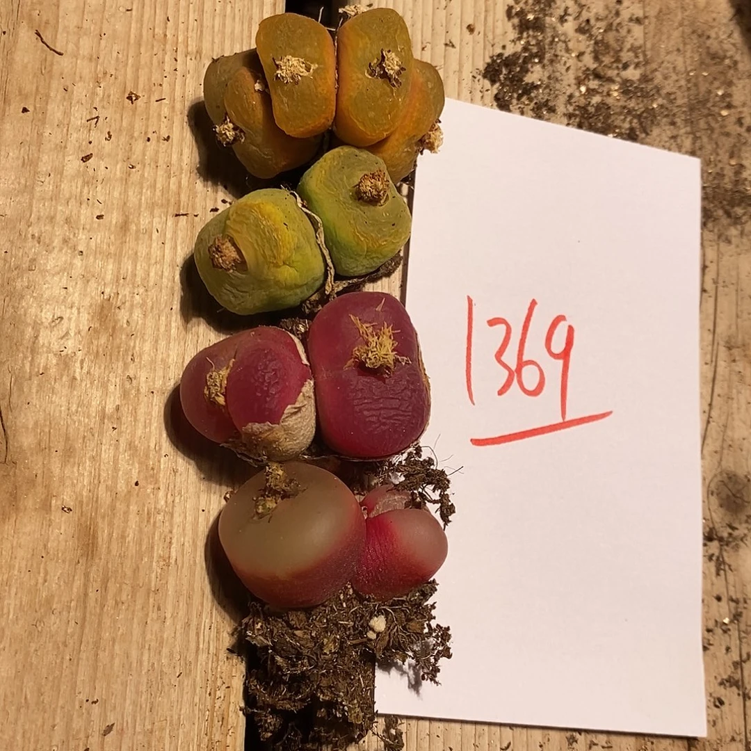 1369。 一组有瑕疵。