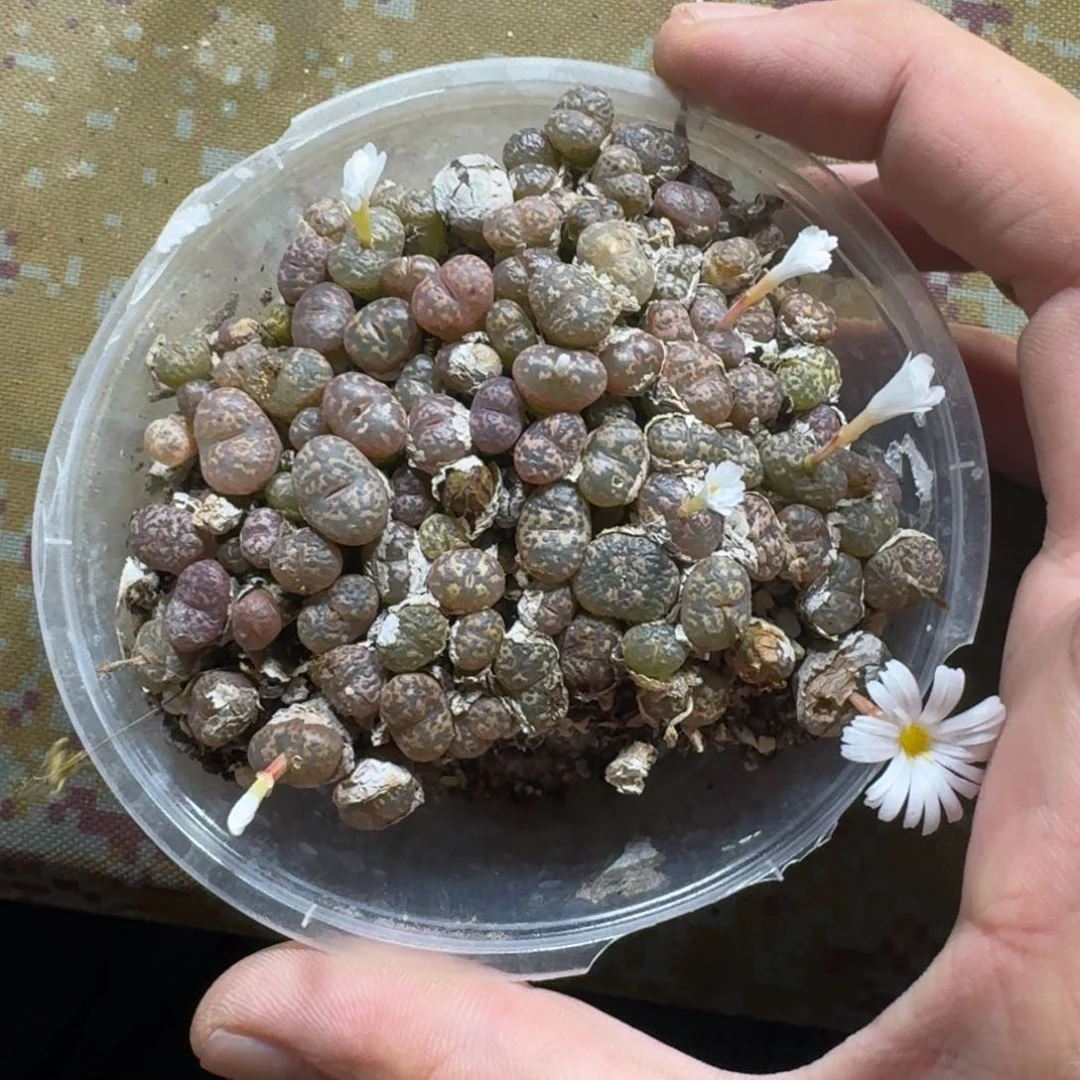 162。 彩勋章一盒。好看