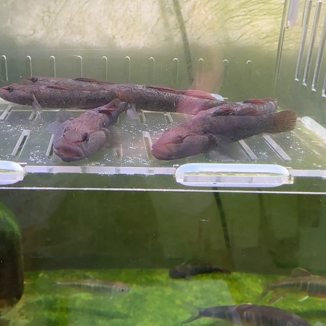 海水鱼星条旗虾虎冷水鱼