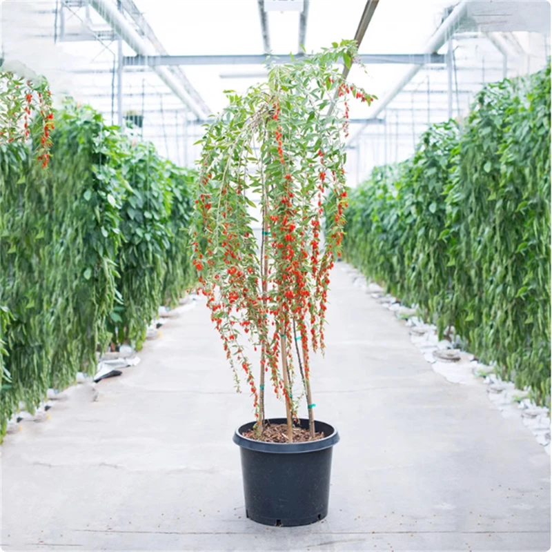 宁夏红枸杞树苗南方北方四季种植盆栽地栽当年结果阳台庭院果树