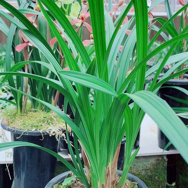 中***录完全开放一物一漂亮