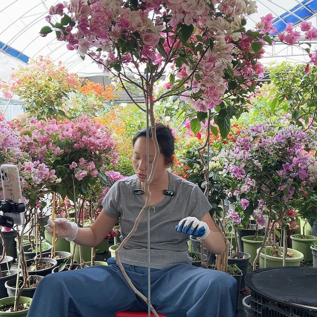 燕***大部分花苞少量开放K5漳红樱