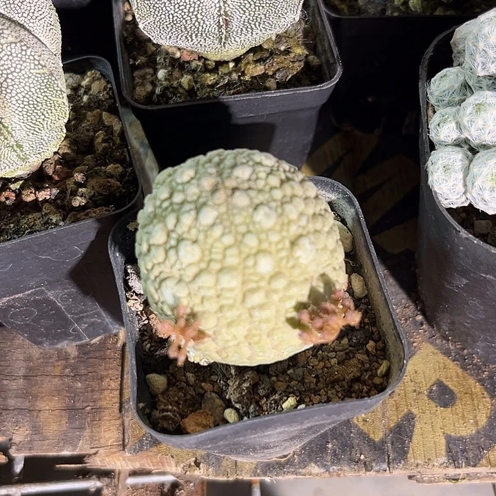 凝提玉245678889678号瓶酒