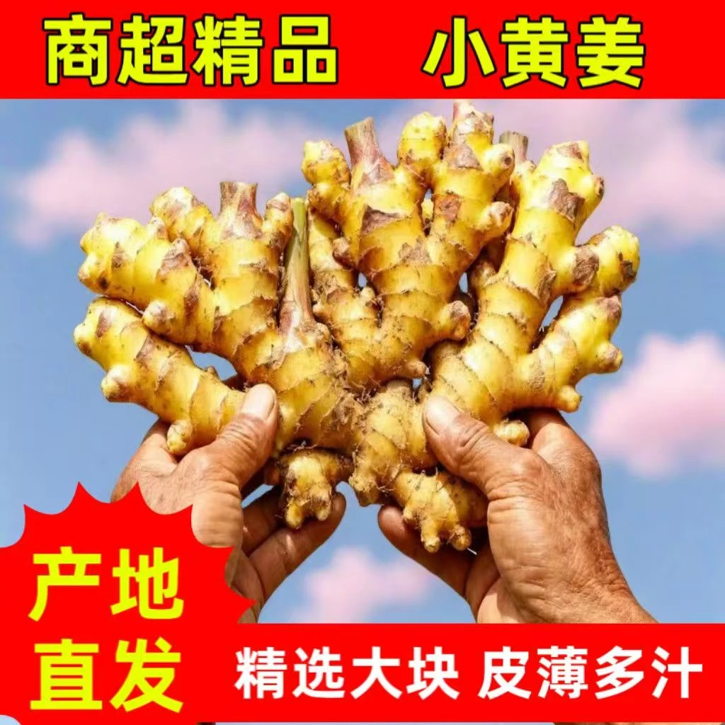 现挖正宗小块黄姜云南佐料新鲜生姜鲜嫩农家老姜足疗蔬菜优惠批发