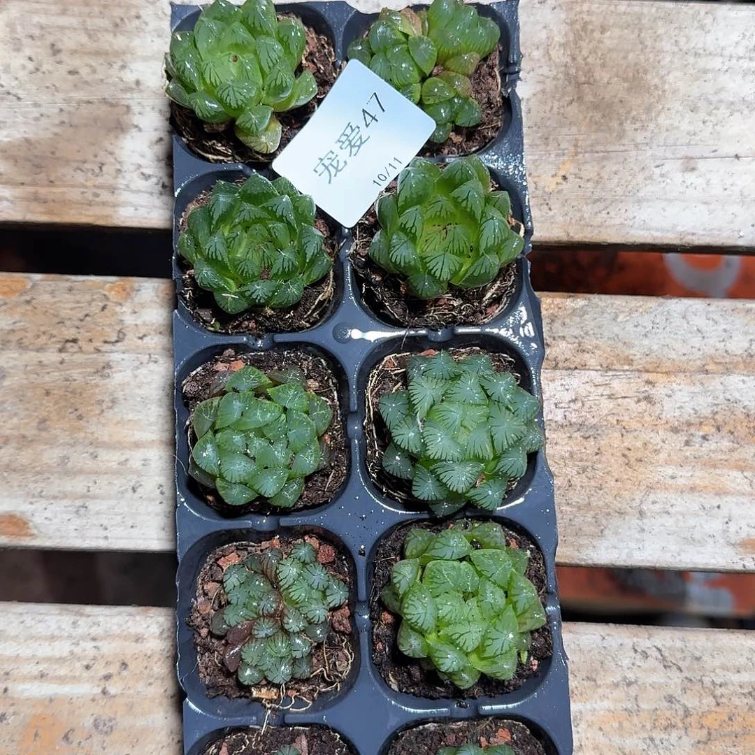 直播福利一物一拍47