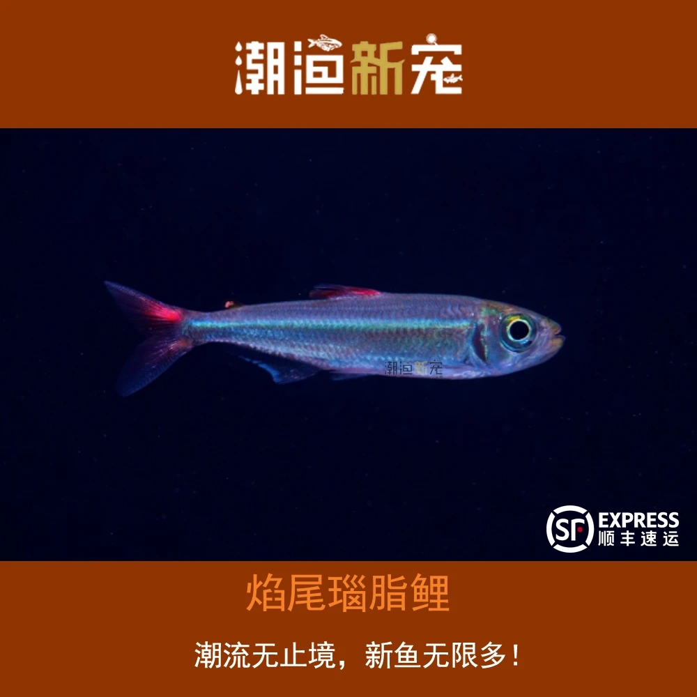 焰尾瑙脂鲤 热带小型观赏灯鱼 顺丰包邮包损