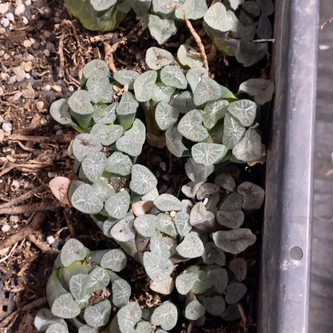 907 一颗实生中空明湖万象 超级福利