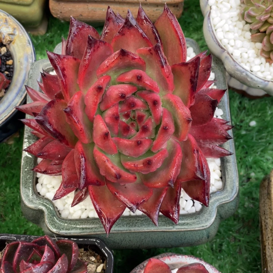 多肉植物盆栽多肉8