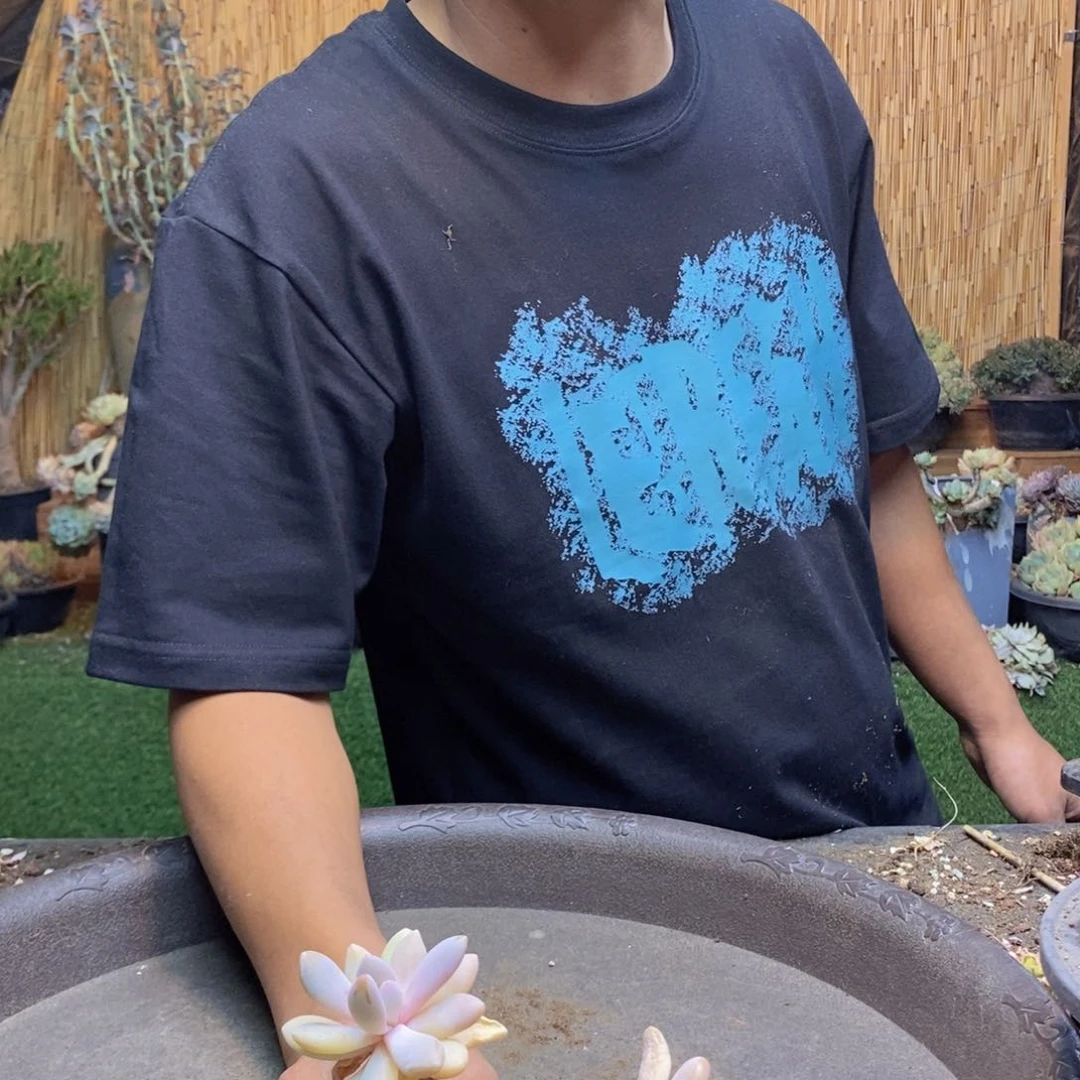 简*点183号粉兔多肉