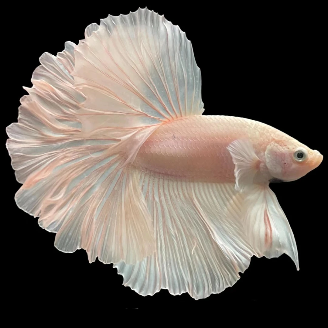 D10（217-240）泰国斗鱼精品鱼小型热带观赏鱼【直播间选鱼】