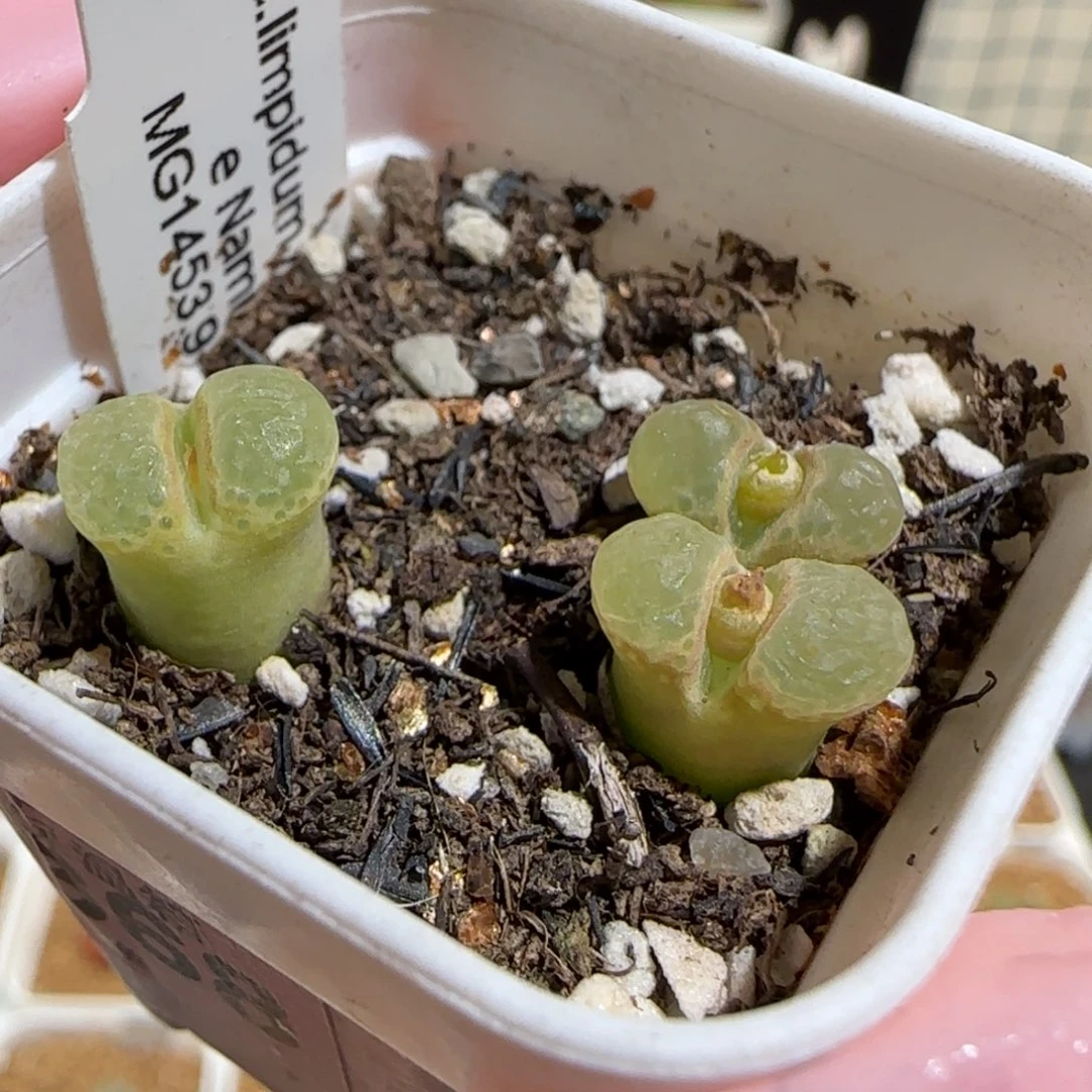 肉锥多肉植物百科-粉樱一盆1504