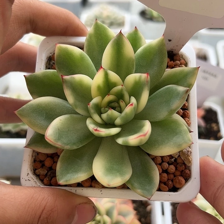 1026号阿诗娜锦多肉