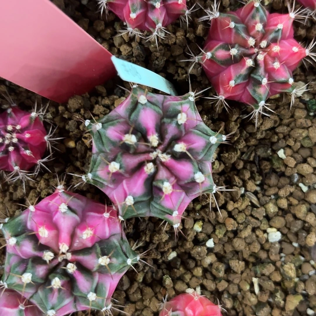 561-0730泰国发货