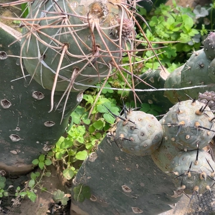 百**.习志野嫁接狂刺双头