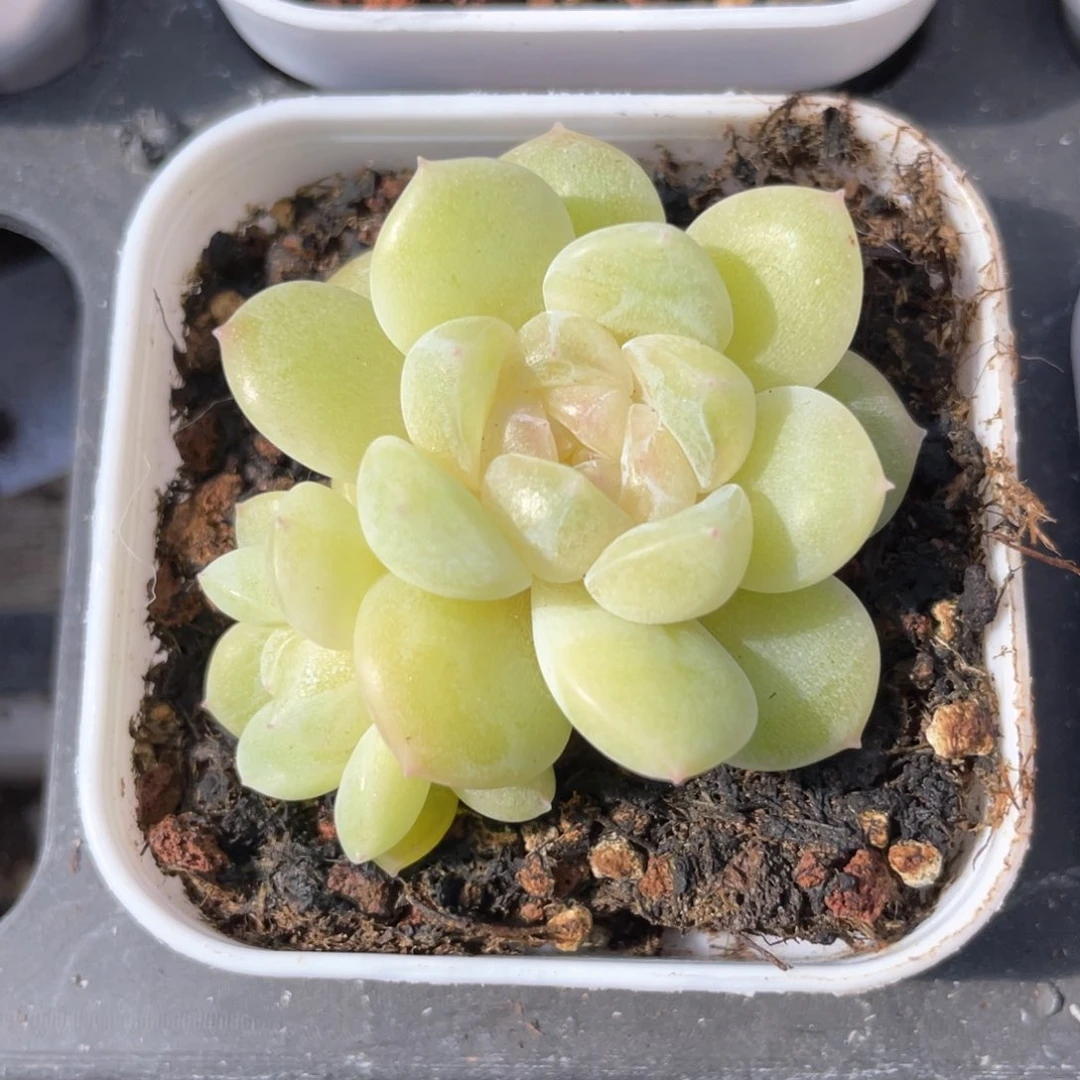 优选奶油财富865