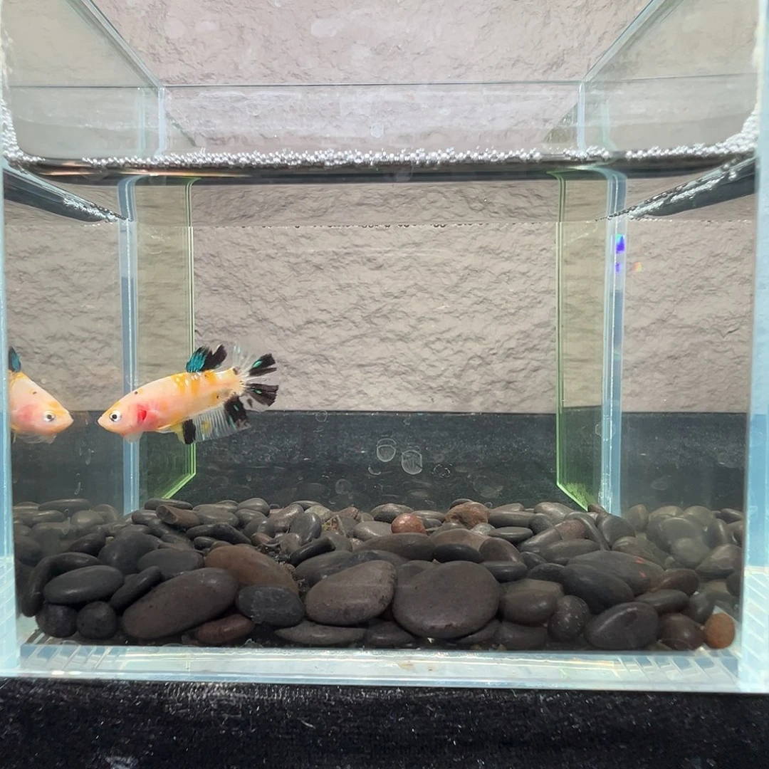 斗鱼阿浩泰斗11日89