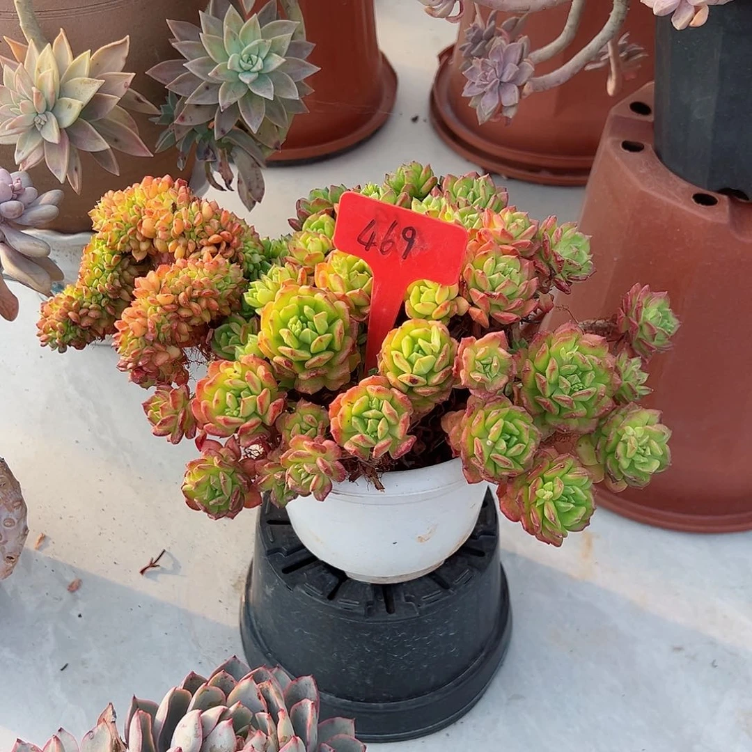 然469红灯笼缀多肉植物