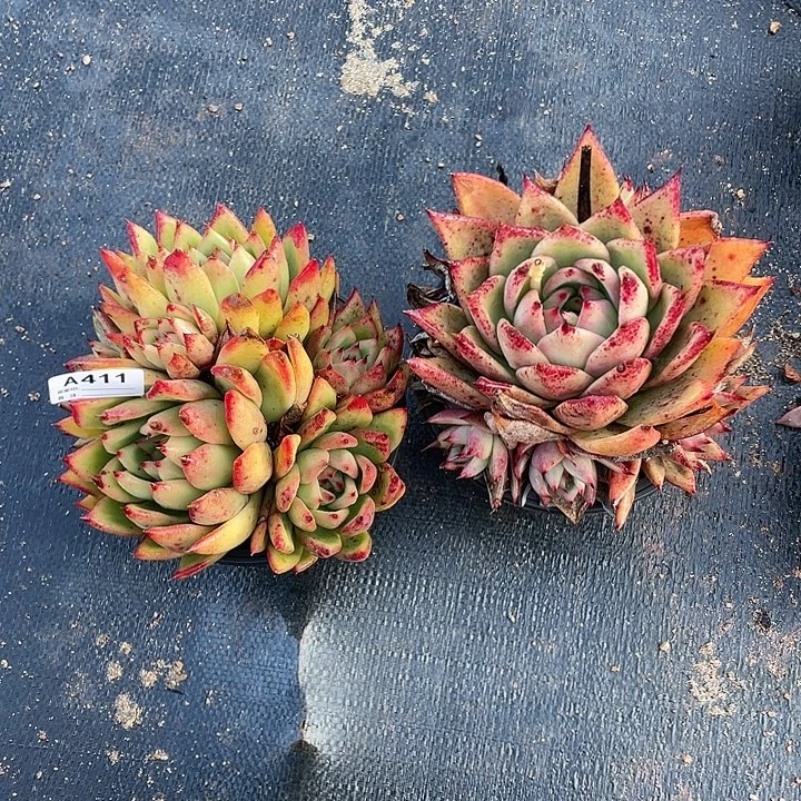 若如东云组拍A411