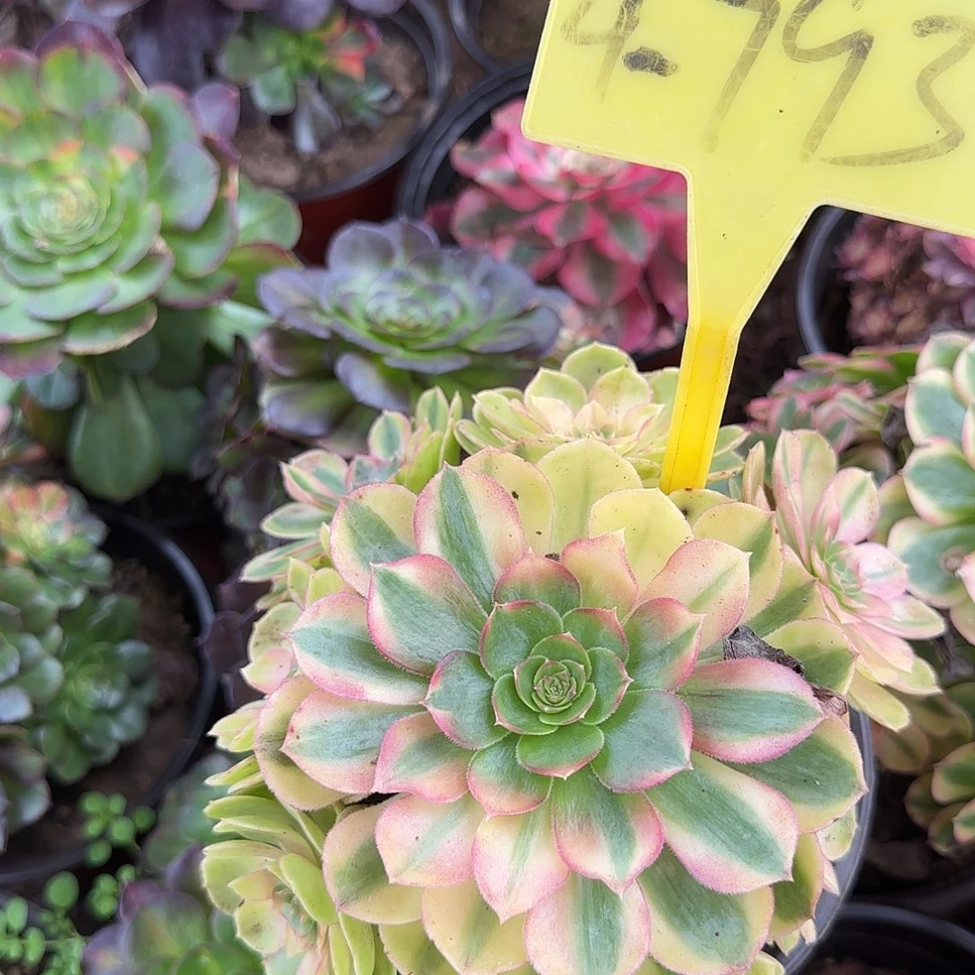 4-793---雨荷多头多肉