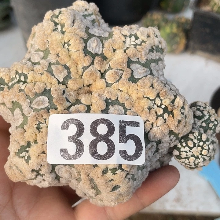 三脚架机微豆一颗，海星385