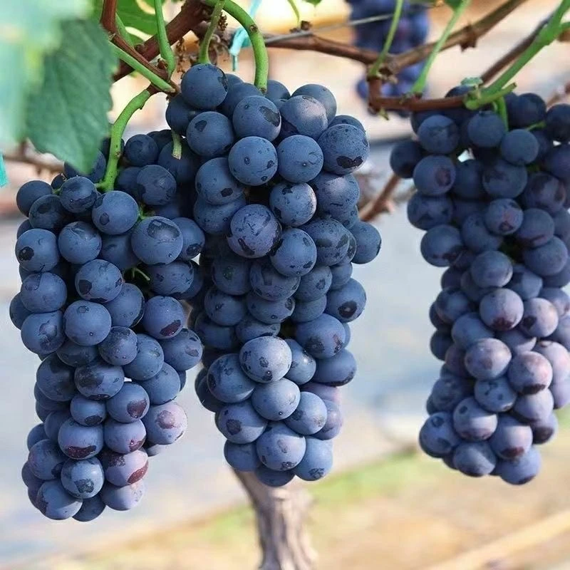 胶东果园现发无籽夏黑葡萄新鲜当季时令酸甜可口现摘