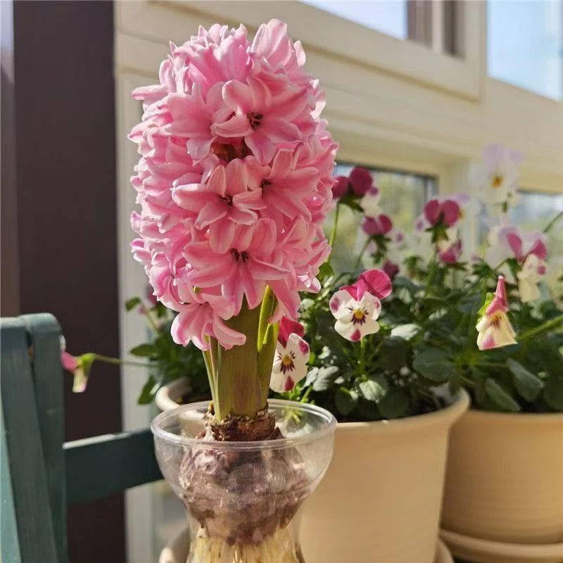 风信子种球水培土培易养花卉